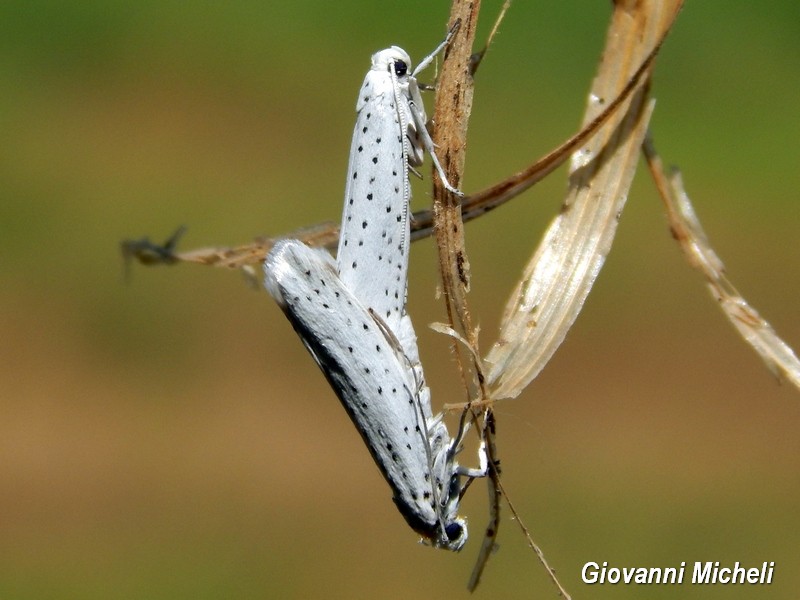 M e F  : foto di coppia